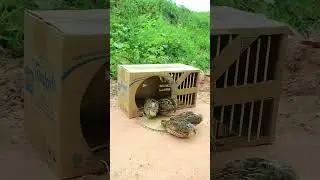 Creative trapping techniques - quail traps # Shorts