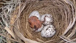 Cardinal Egg Hatching 4X Speed FYV