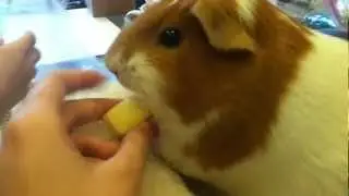 My VERY Overweight Guinea Pig!!!
