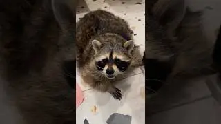 Енот Тёма испортил ремонт у няни Сони😱