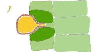 Finding a new solution to counteract oomycetes infection in plants