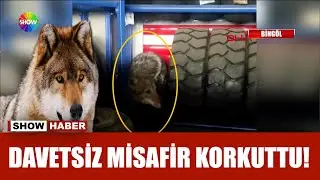 İş yerine giren kurt paniğe yol a&ccedil;tı