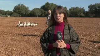 No hi haurà oques enguany a les beneïdes de Muro