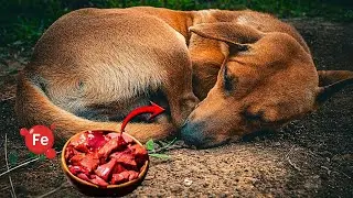 UM SUPER ALIMENTO PARA CARNÍVOROS - CÃES CACHORROS CANÍDEOS - FÍGADO