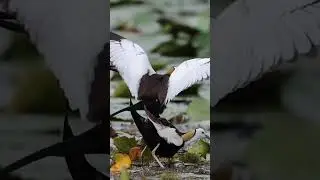 Pheasant Tailed Jacana Mating @bdwildbird