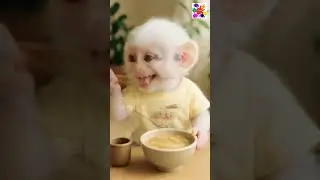 🐒 Monkey Eating Noodles 🍜 | Cutest Animal Mealtime Ever! 🥰