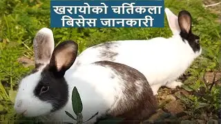 Facts about Rabbits as tamed & wild : Rabbits playing, hopping, digging & standing. Rabbits in Nepal