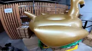 Goldener Schwan / golden swan