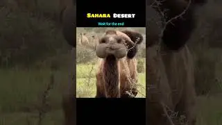 Sahara Desert Har Saal Kyun Badhta Ja Raha Hai? 😨🌍 #sahara #africa