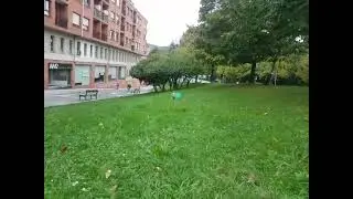Perro jugando con freesbie