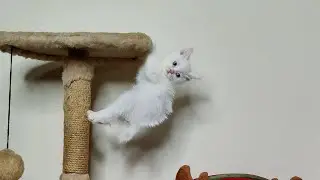 Котенок Дино и его прекрасная кошачья семья. Часть 2.