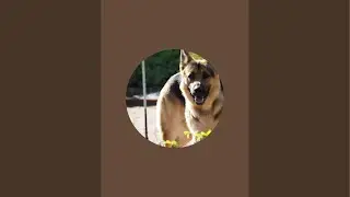 My German shepherd  is live!