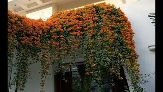 trumpet vine ki care aur cutting lgane ka sahi samey