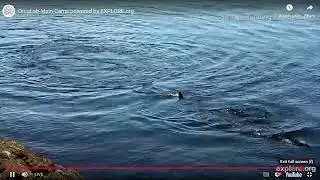 Orca Cam   live streaming video of wild Orcas   Explore org   Google Chrome 2025 07 26 15 34 47