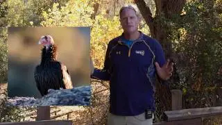 Photographing California Condors at Pinnacles National Park with Don Smith, Sony Artisan of Imagery
