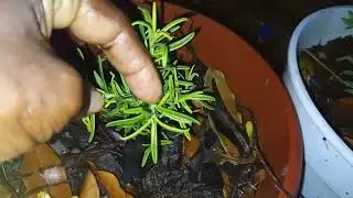 FRONT GARDEN HARVEST AND UPDATE