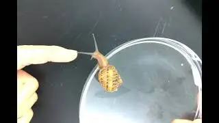 Snail Movement Observation