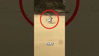 The bird stayed to thank the man who saved its life ❤️ #bird #rescue