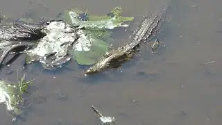 Kruger - Lake Panic