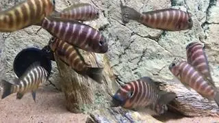 Tropheus sp. Mpimbwe 
