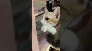 #cat #viral #viralvideo #viralshort #video #viralshorts #shorts #shortvideo #kitten #reels #youtube