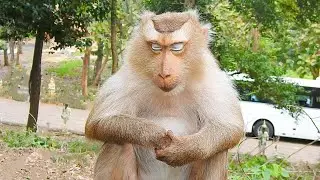 Rozy monkey sit meditates to get feel calm