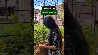 Grow Spinach from Seeds at Home!🥦#kitchengarden #spinach #palak #plants #gardening #garden #nature
