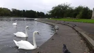 grey newt swans coots