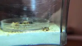 Camponotus conspicuus inaequalis
