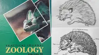 How to draw Hedgehog diagram easy step by step