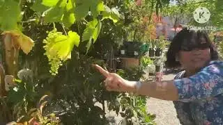 Plants 🪴 shopping 🛒 in Nursery Forest Manteca🇺🇸 #california #plantshopping #shopping