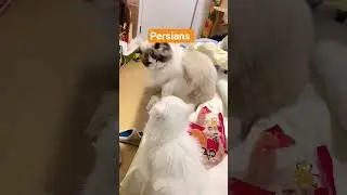 Persian Cats #persiancat #cats #kittens #catslover #kittenlovers #persiancatlovers