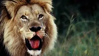 Lion Charge - The Cost of Conflict!