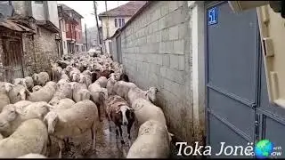 Dite vjeshte mengjesi me shi, delet e Buradin Dautit, komuna Dragash-Kosov&euml;