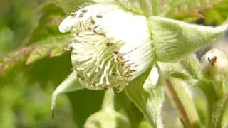 Raspberry  Flowers - Rubus idaeus - Hindiber - Hindiberjarunni - Bl&oacute;mgun - Berjarunni