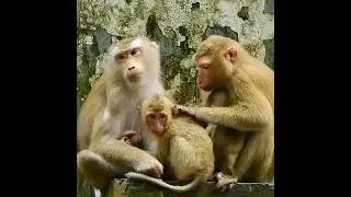 Monkey Shorts 2023/#Funny Videos Monkey #Shorts/ Short Monkeys.