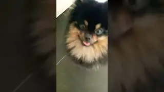 #darkghost #viral #viralvideo #cute
