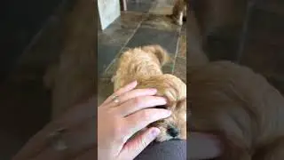 Corey- Cavapoo baby boy- Update