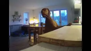 Dog caught stealing tea towels in Northumberland, UK