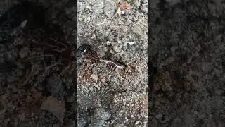 Белорусская сколопендра