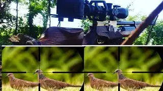 BERBURU TEKUKUR DAN EMPRIT