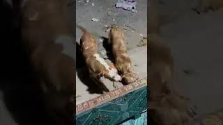 Animal funny #cambodia #movie #dogs  #funnyanimals #movies #vanndet