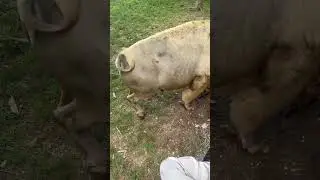 Extremely rare white bison , estimated to occur in about 1 in 10 million .