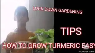 TURMERIC GROWING TIPS /lock down gardening/Eliya's garden hacks
