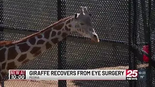 Peoria Zoo giraffe recovers after eye infection - clipped version