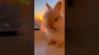#adorable #pet #pets #ai #funny #fun #cute #interestin.#cuteanimals #funnyvideo #funnyvideo #love