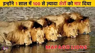 The Rise of 6 Mapago Lions l  दुनिया के सबसे ख़तरनाक शेरों की कहानी ।