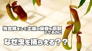 食虫植物は