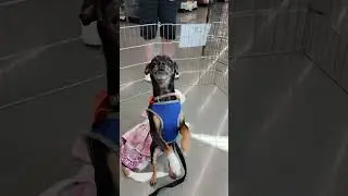 Video of adoptable pet named Dougal MacKenzie