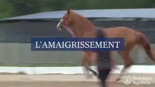 Minute Santé Boehringer - L' amaigrissement